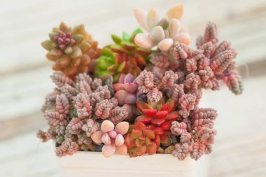 Renkli sulu echeveria, sedum, pachyphytum ve graptoveria çiçekleri, mini bahçe