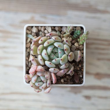 Mükemmel echeveria Viant bitkileri eski ahşap arka planda, üst manzara