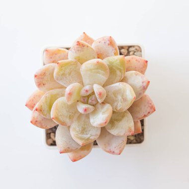 Echeveria Monroe Portakal Sulu bitkiler beyaz üzerine, üst manzara