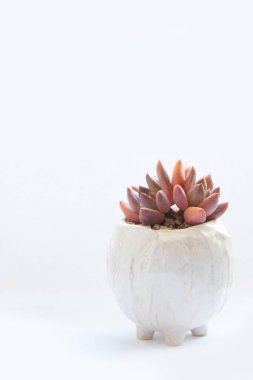 Parlak turuncu ve kırmızı sulu bitki Echeveria Spica beyaz arka planda seramik kapta fotokopi alanı ile birlikte