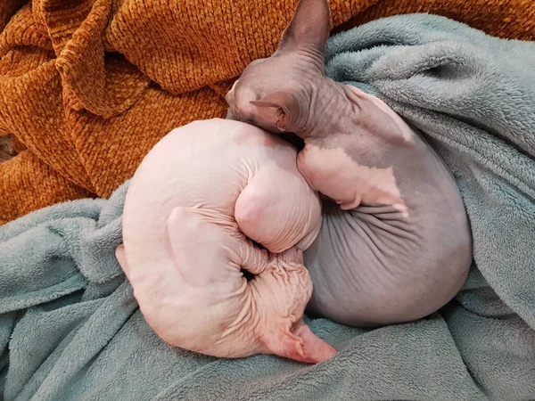 Dois Gatos Não Têm Esfinge Gatinhos Casal — Fotografia de Stock