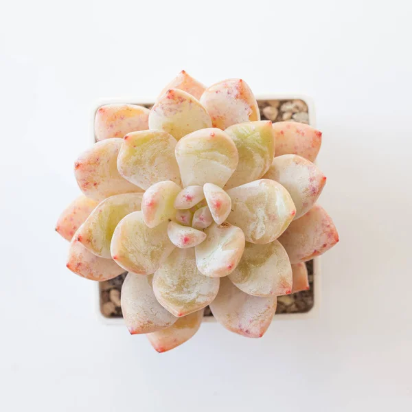 Echeveria Monroe Orange Succulent Houseplants White Top View — Stock fotografie