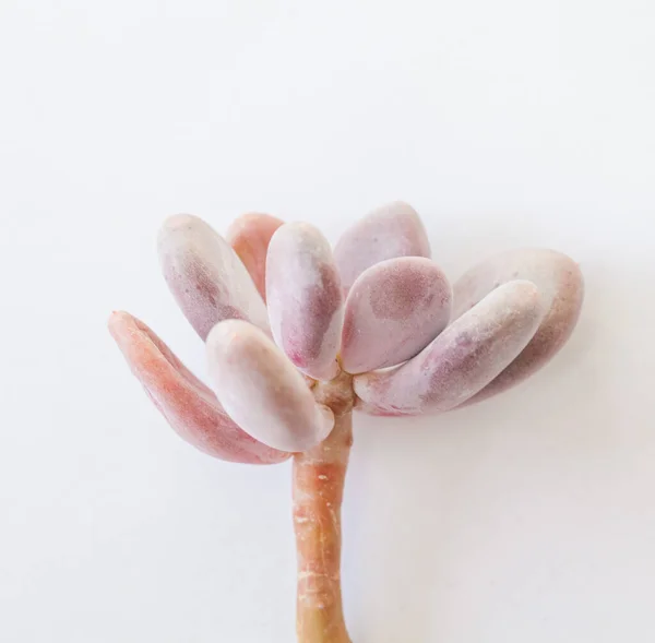 白の背景にパキベリアブルーヘイズ多肉植物 — ストック写真