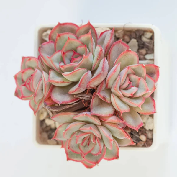 Echeveria Rossa Piante Appartamento Succulente Bianco Vista Dall Alto — Foto Stock