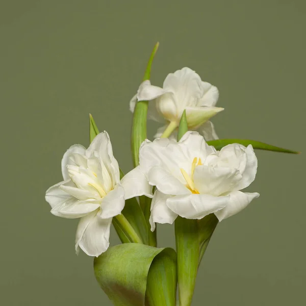 Beautiful White Tulip Flowers Green Card Background — Stock Photo, Image