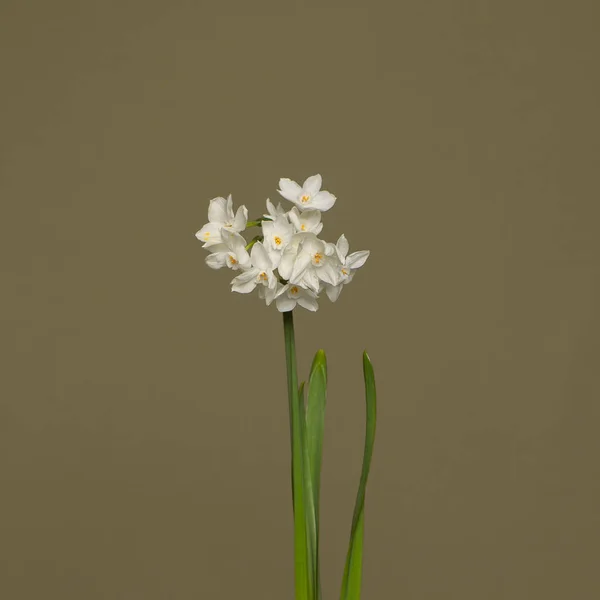 Beautiful White Daffodils Flowers Green Card Background — Stock Photo, Image