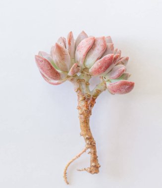 Beyaz arkaplanda Echeveria Waradii çiçekleri