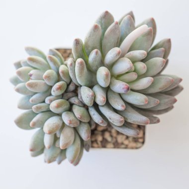 Eşsiz Echeveria Venüs çiçekleri beyaz, üst manzara