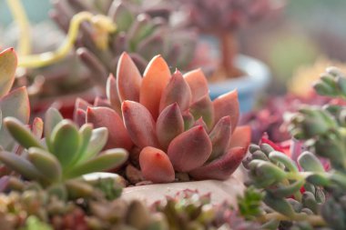 Echeveria Spica çiçekleri güneş ışığında sulu