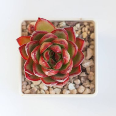 Echeveria Rubra sulu bitki beyaz, üst görünüm