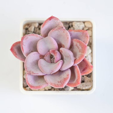 Beyaz üzerine Echeveria Orpet sulu bitki, üst görünüm