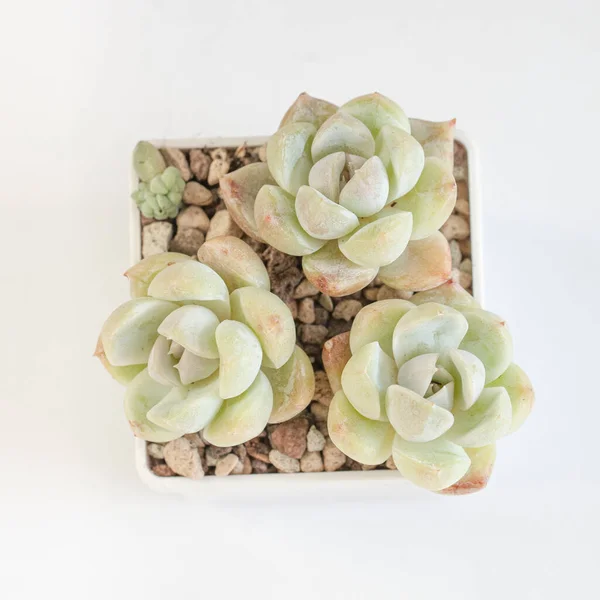 Echeveria Neve Coelho Flores Suculentas Branco Vista Superior — Fotografia de Stock