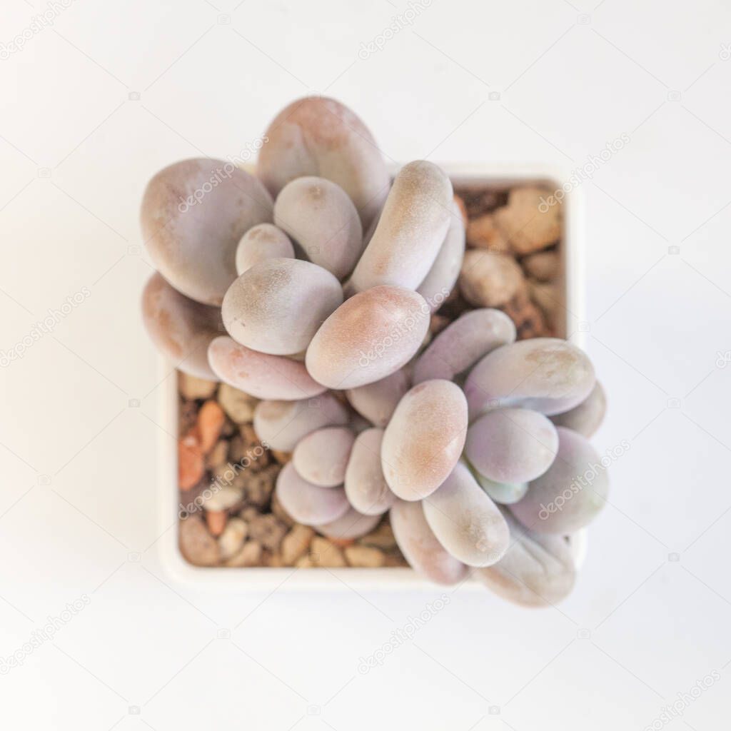 Succulent pachyphytum oviferum on white, top view