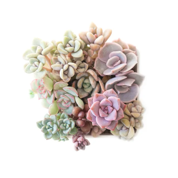 Echeveria Lilacina Pembe Graptoveria Debbie Echeveria Esther Graptopetalum Paraguayense Graptosedum — Stok fotoğraf