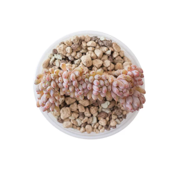 ピンクの形のブドウ球菌株ブルービーン多肉植物 トップビュー — ストック写真