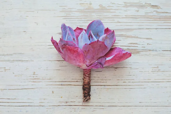 Succulent Echeveria Afterglow White Vintage Wooden Background Top View Flat — Stock Photo, Image