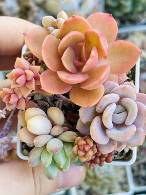 Sulu çoğalma. Echeveria Orpett ve İpek Peçesi, graptoveria Gilva, sedum Rubrotinctum üst görünüm sulu arkaplan