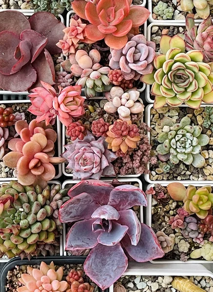 Succulent propagation. Colorful succulent flowers pink, blue, green, red and purple colors, top view