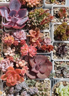 Renkli, sulu bir arka plan. Mavi, kırmızı ve pembe sulu bitkilerin üst görüntüsü. 