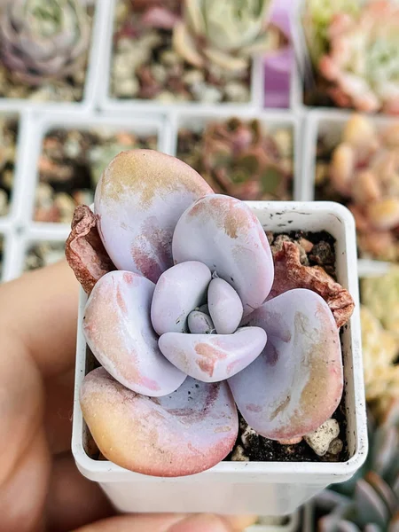 Raon Echeveria Sukkulenten Draufsicht Saftige Hintergrund — Stockfoto