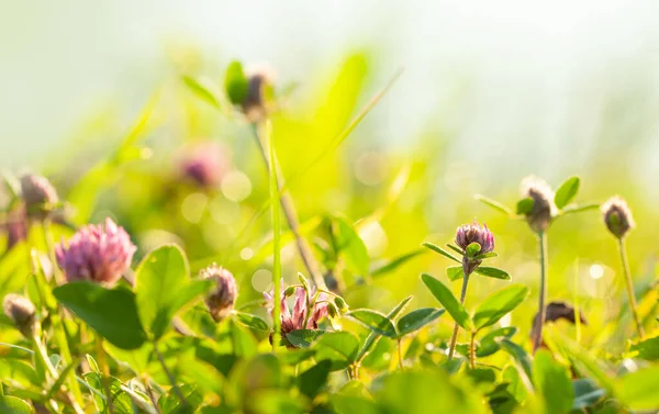 Łąka Wiosenna Niewyraźne Kwiaty Zielone Tło Trawy — Zdjęcie stockowe
