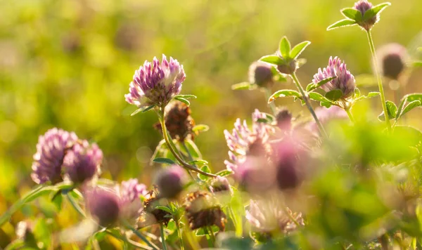 Une Prairie Été Fleurs Herbe Fond — Photo