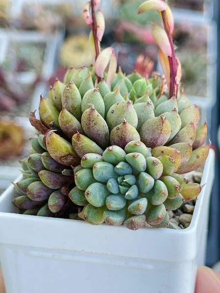 Plantes Succulentes Rares Echeveria Green Surf — Photo