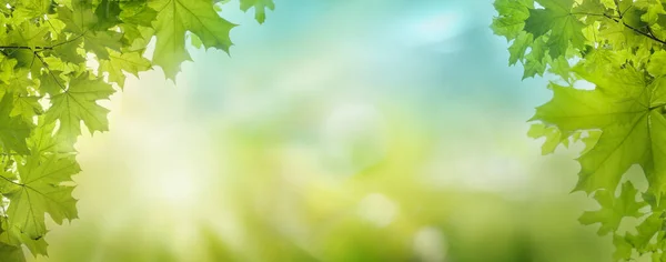 Green Leaves Background Blurred Sunlight Sky Bokeh Copy Space — Stock Photo, Image