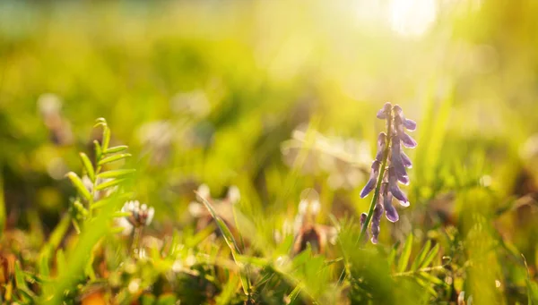 Campo Con Luz Solar Pradera Verano Flores Borrosas Fondo Hierba — Foto de Stock