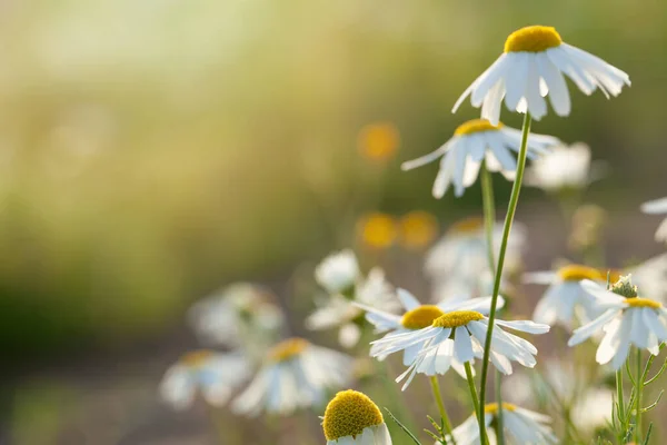 Baharda Papatya Çiçeği Çiçek Arka Planı — Stok fotoğraf