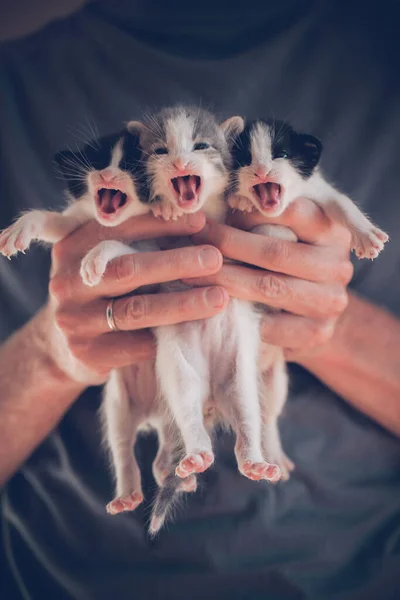 Три Маленьких Котенка Мяукают Руках Хозяина — стоковое фото