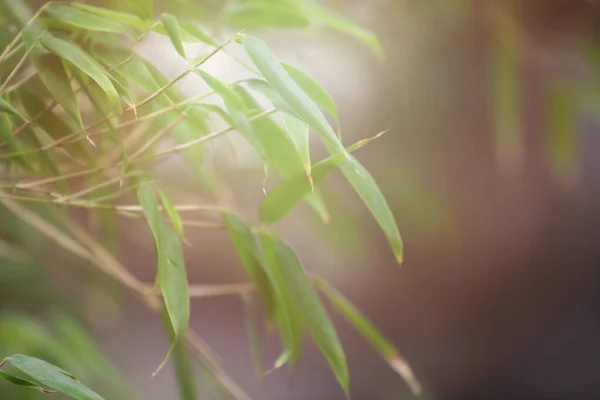 Yeşil Bambu Yaprakları Arka Plan — Stok fotoğraf