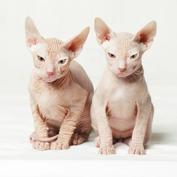 Twee kittens — Stockfoto