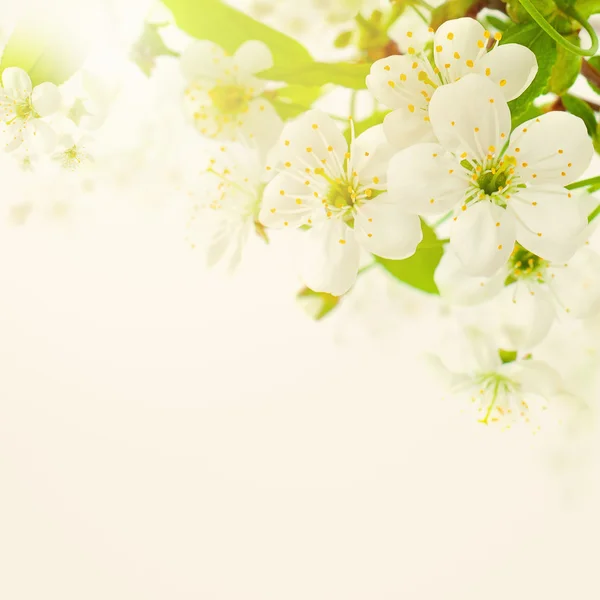 花香夏天模糊背景与花 — 图库照片