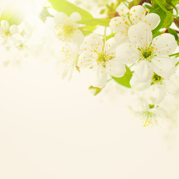 Floral Summer Blurred Background with Flowers