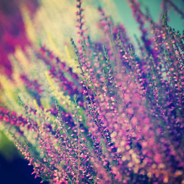 粉彩花卉抽象模糊的背景与花 — 图库照片