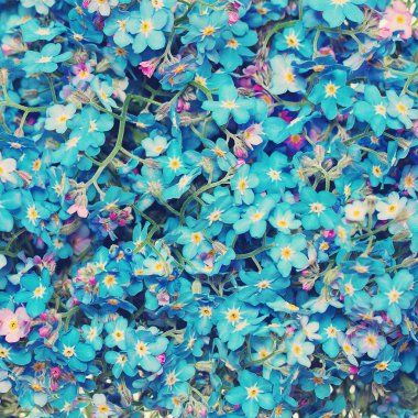 Çiçek Blossom arka plan. Mavi unut beni fakirler çiçekler