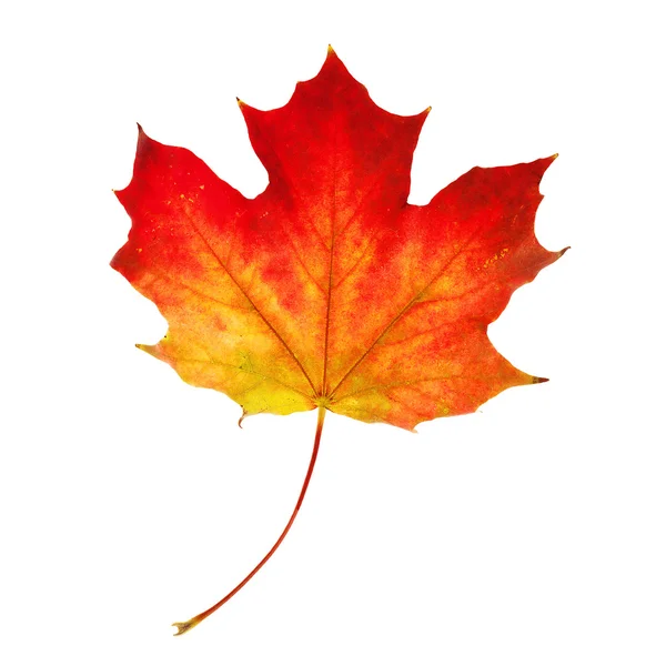 Autumn Maple Leaf on White Background — Stock Photo, Image