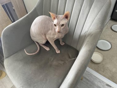 Sandalyede oturan bir kedi.