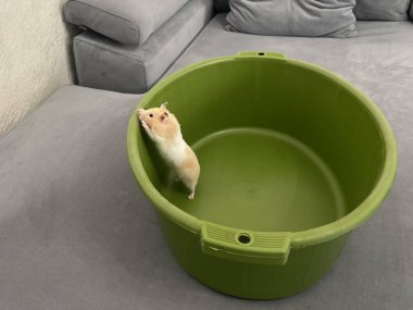 Kanepede yeşil bir kasede bir hamster.