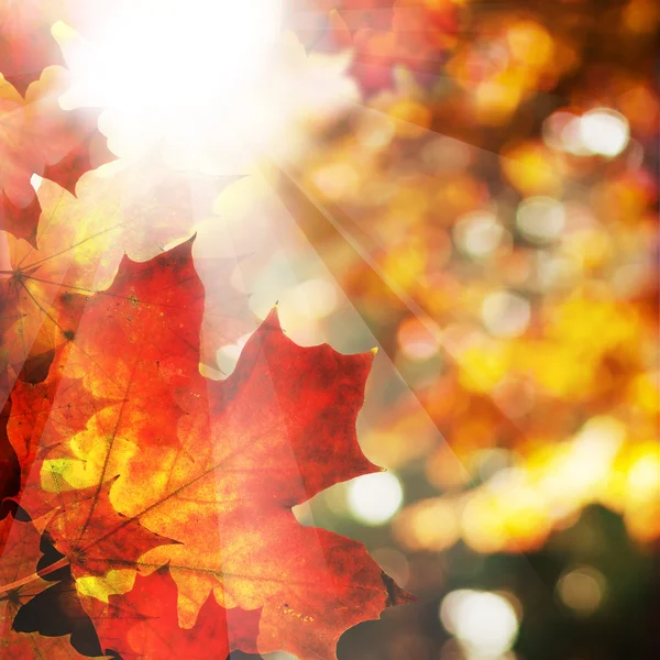 Autumn Background with Maple Leaves. Abstract Fall Border with S — Stock Photo, Image