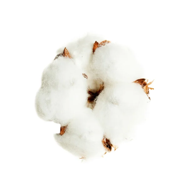 Bavlny květina izolované na bílém — Stock fotografie