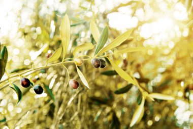 siyah zeytin ağacı