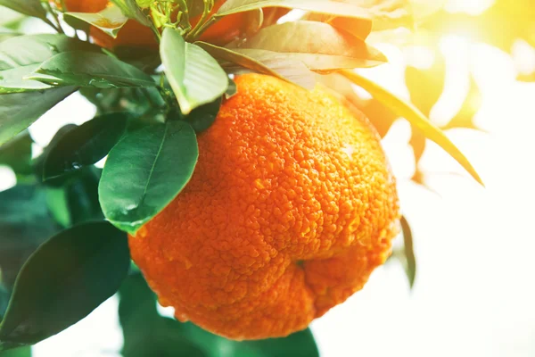 Orange oder Mandarine am Baum — Stockfoto