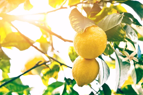 Lemon. Limones maduros colgados de un árbol. Cultivo de limón —  Fotos de Stock