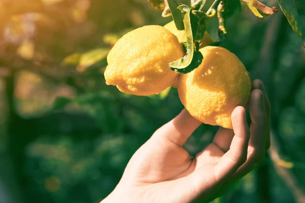 Zahradník ruka se dotýká citron na stromě — Stock fotografie