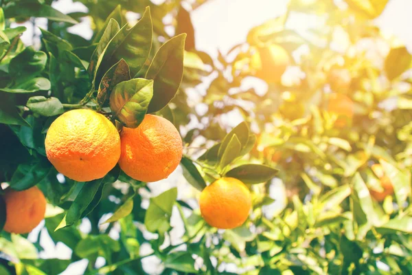 Mogen orange träd — Stockfoto