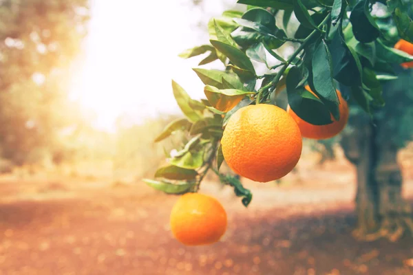 Ripe orange tree — Stock Photo, Image