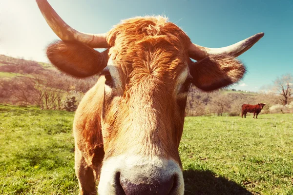 Dojnice. Krávy v létě zelené pole — Stock fotografie