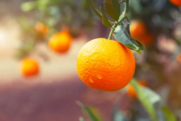 Reifer Orangenbaum — Stockfoto